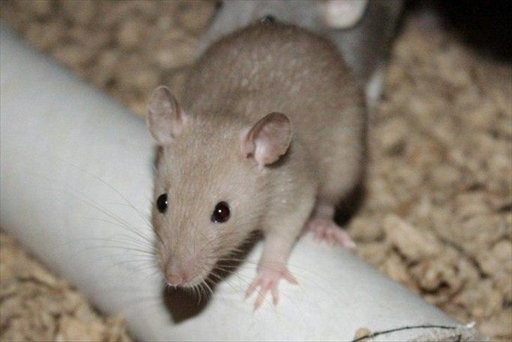 Tamrotte Mellieha Nessie billede 5