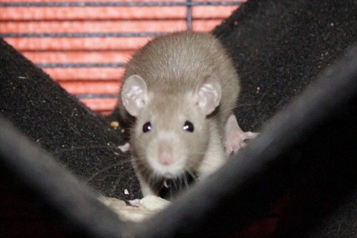 Tamrotte Mellieha Nessie billede 6