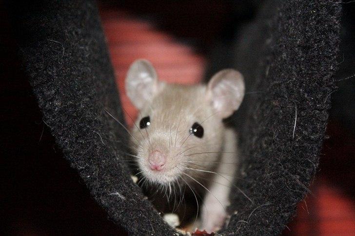 Tamrotte Mellieha Nessie billede 7