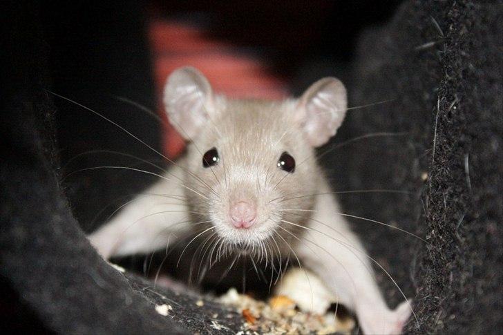 Tamrotte Mellieha Nessie billede 8