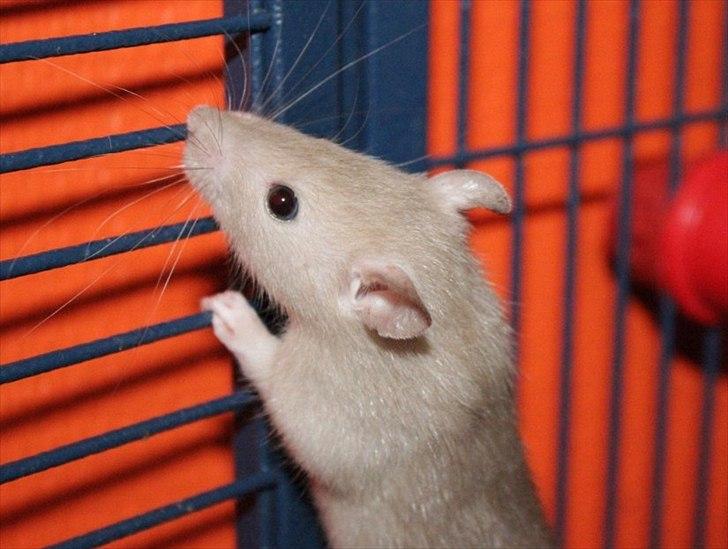 Tamrotte Mellieha Nessie billede 9