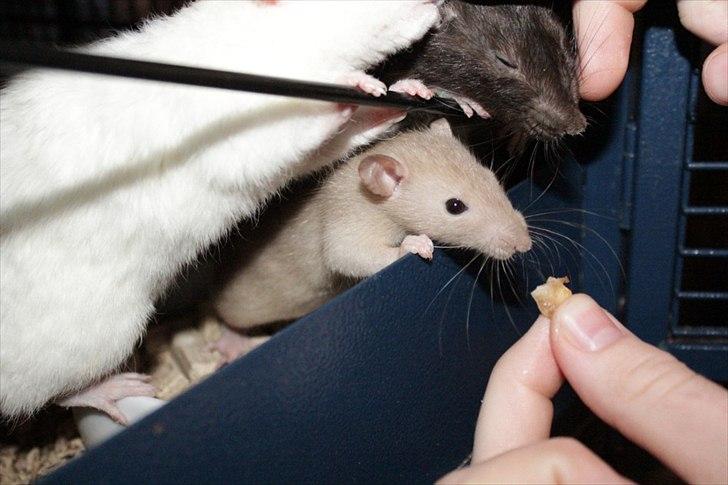 Tamrotte Mellieha Nessie billede 10