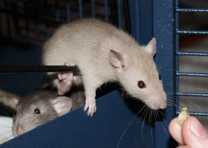 Tamrotte Mellieha Nessie billede 11