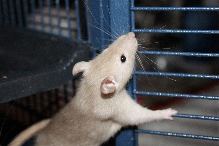 Tamrotte Mellieha Nessie billede 13