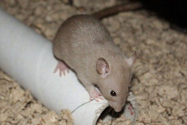 Tamrotte Mellieha Nessie billede 14