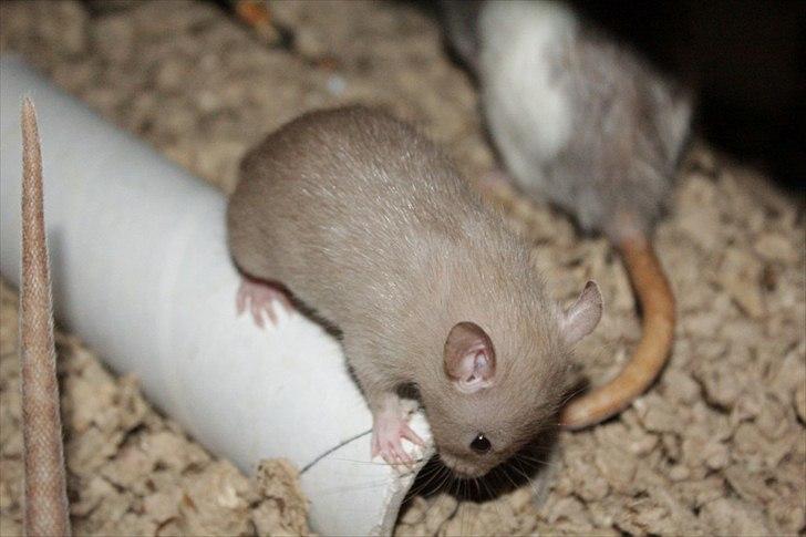 Tamrotte Mellieha Nessie billede 15