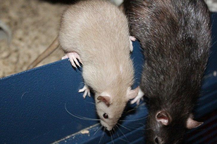 Tamrotte Mellieha Nessie billede 16