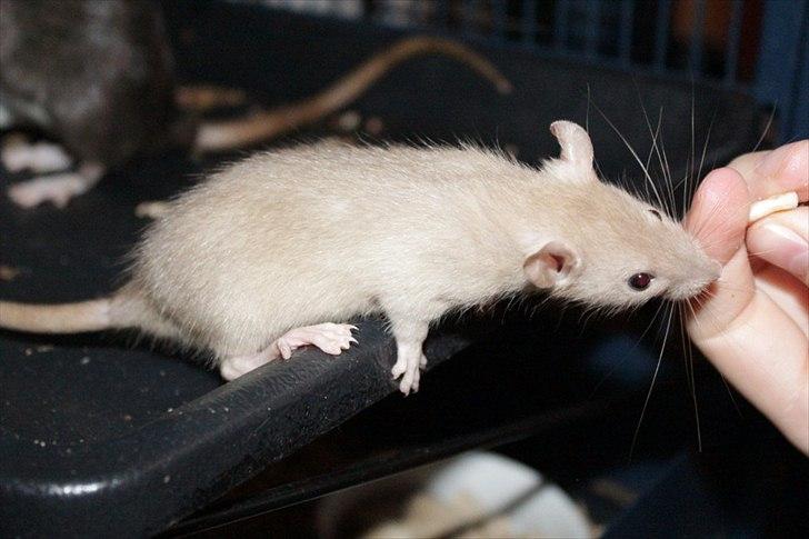 Tamrotte Mellieha Nessie billede 17