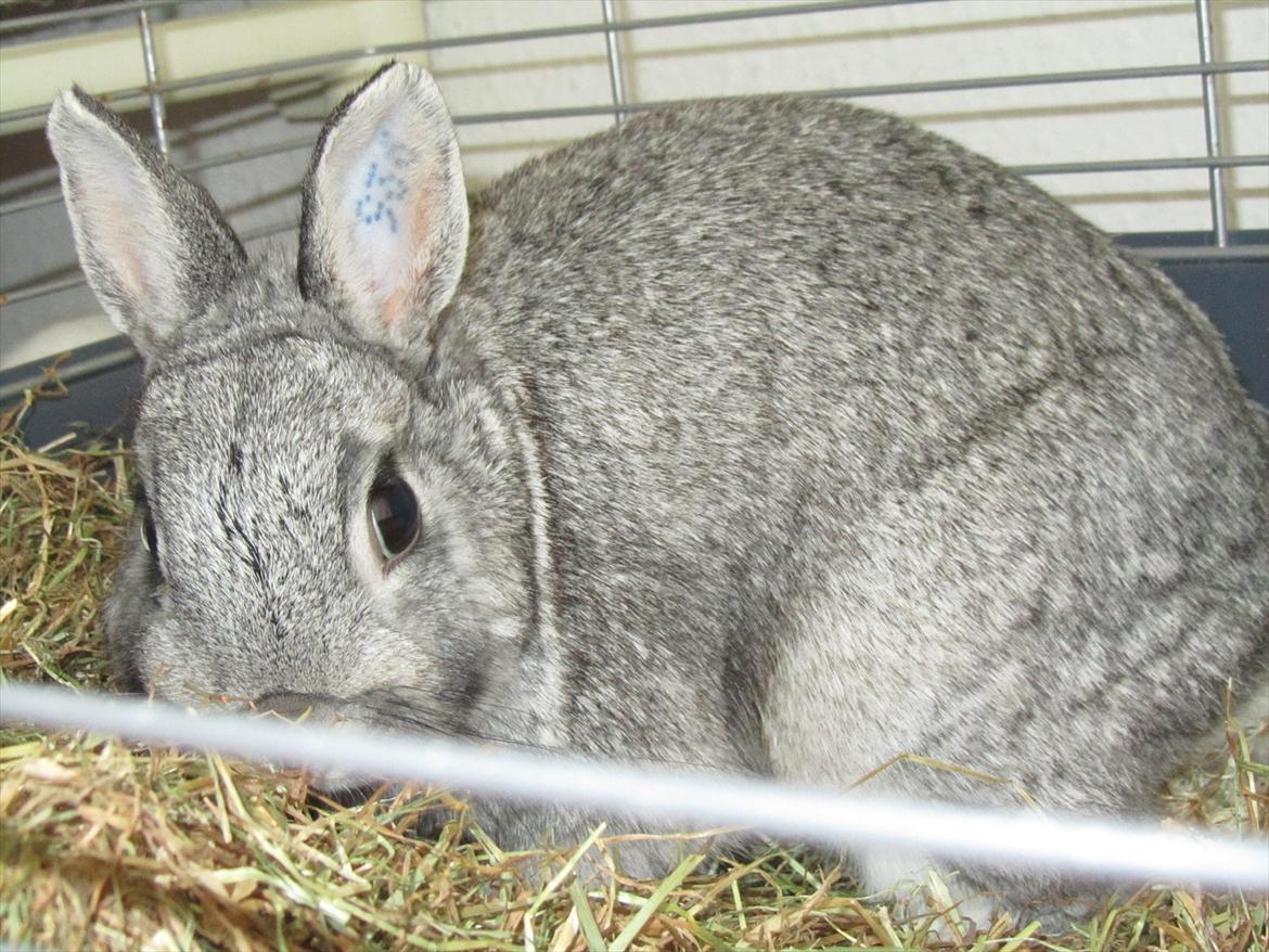 Kanin Snefnug - Givet væk <3 billede 2