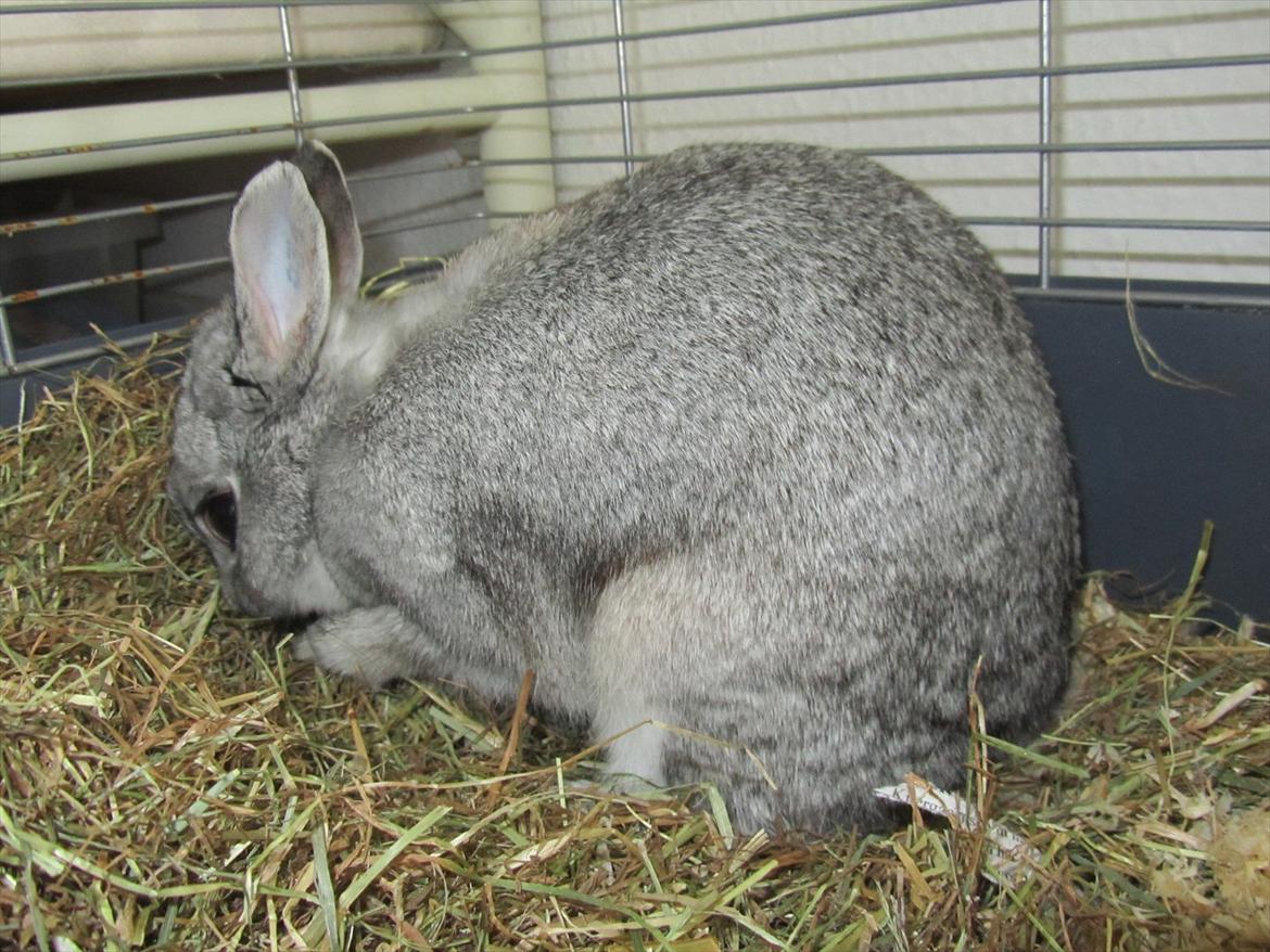 Kanin Snefnug - Givet væk <3 billede 3