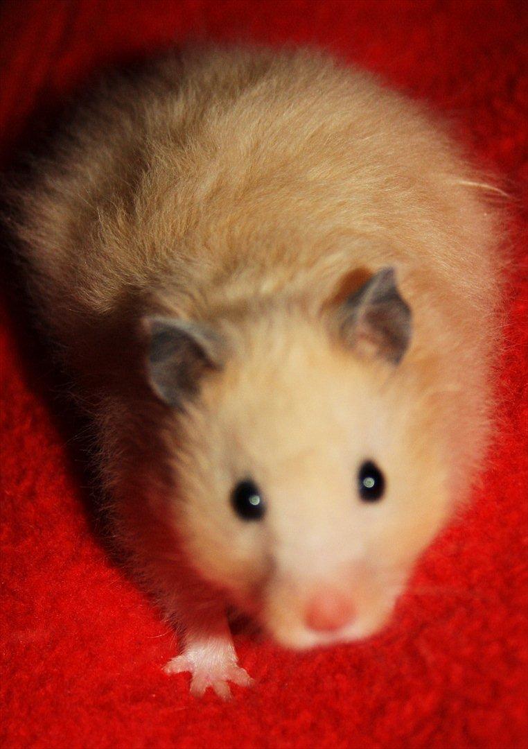 Hamster Dumle *Delle* billede 1