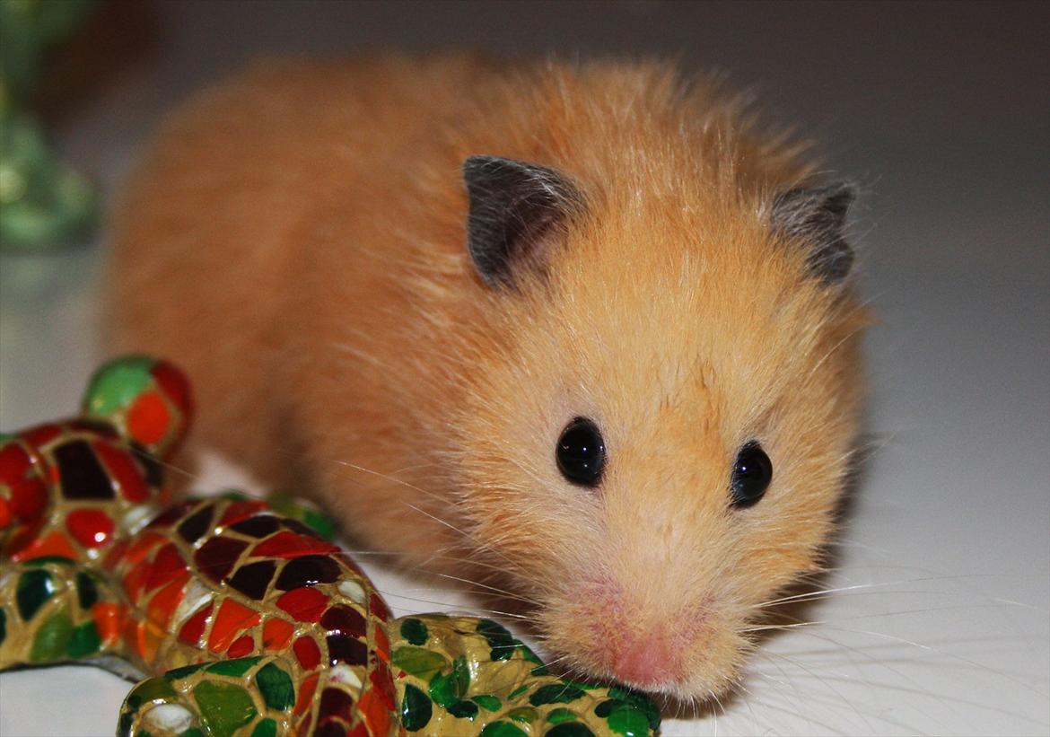 Hamster Dumle *Delle* billede 9