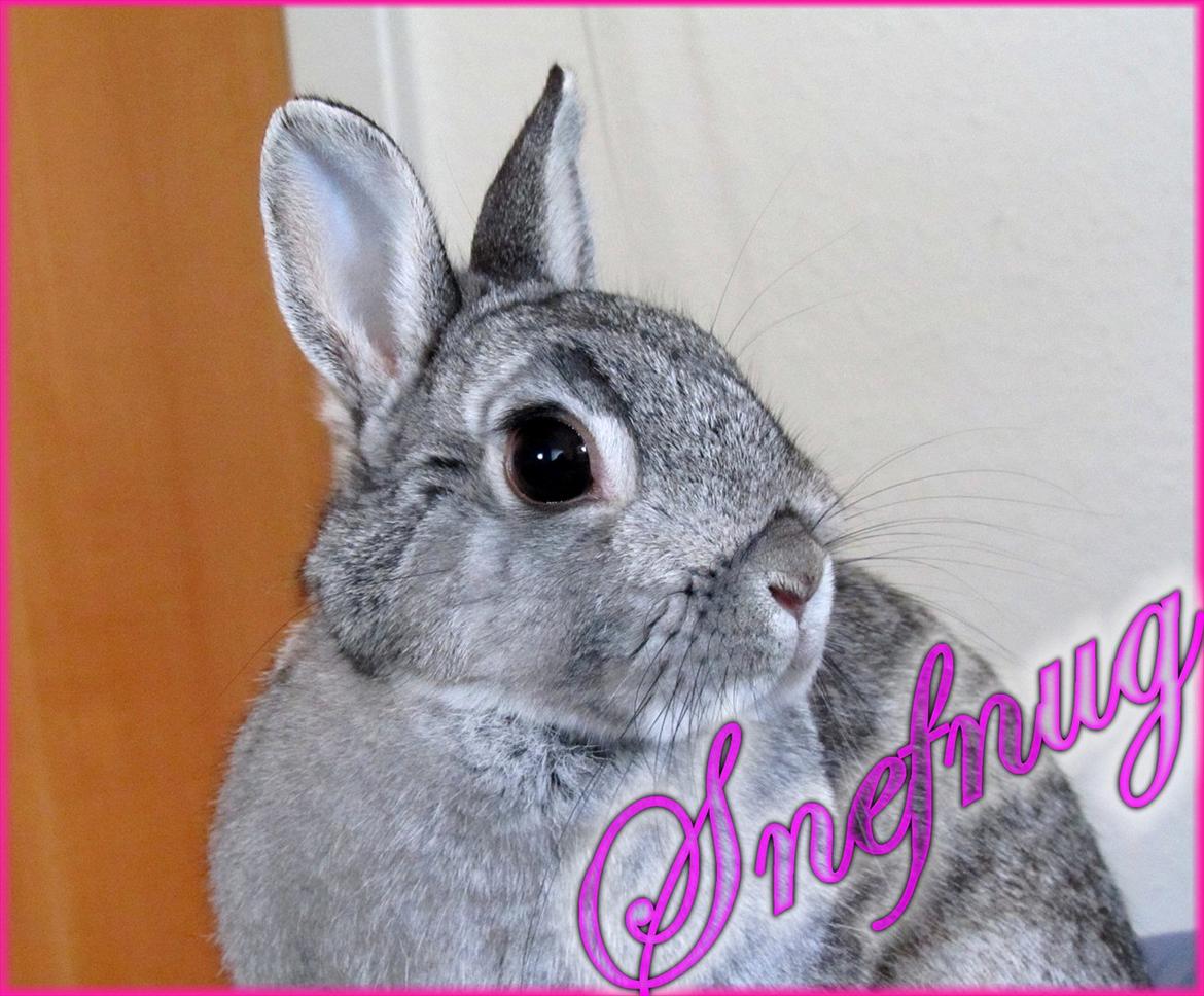 Kanin Snefnug - Givet væk <3 billede 1