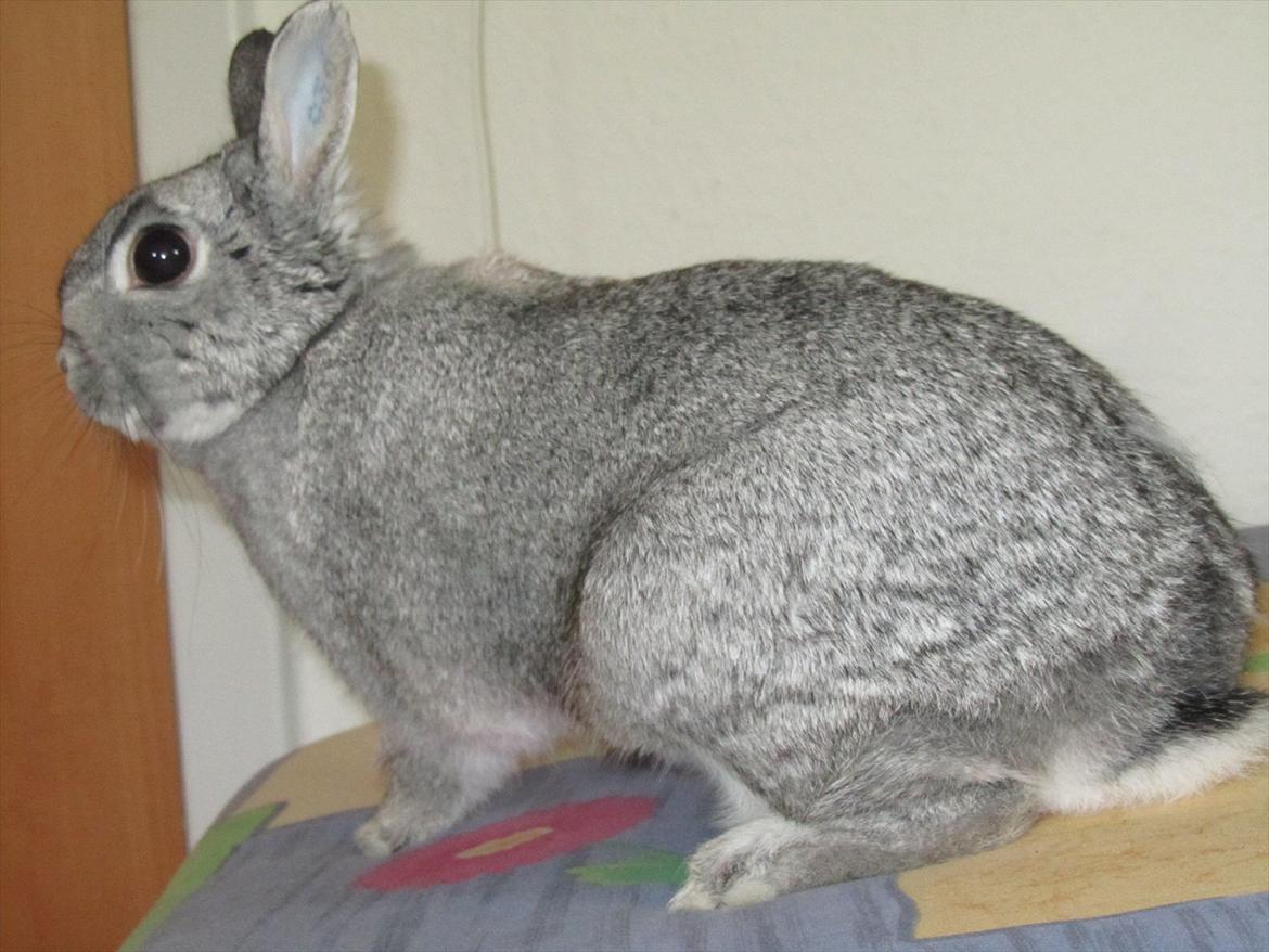 Kanin Snefnug - Givet væk <3 billede 5