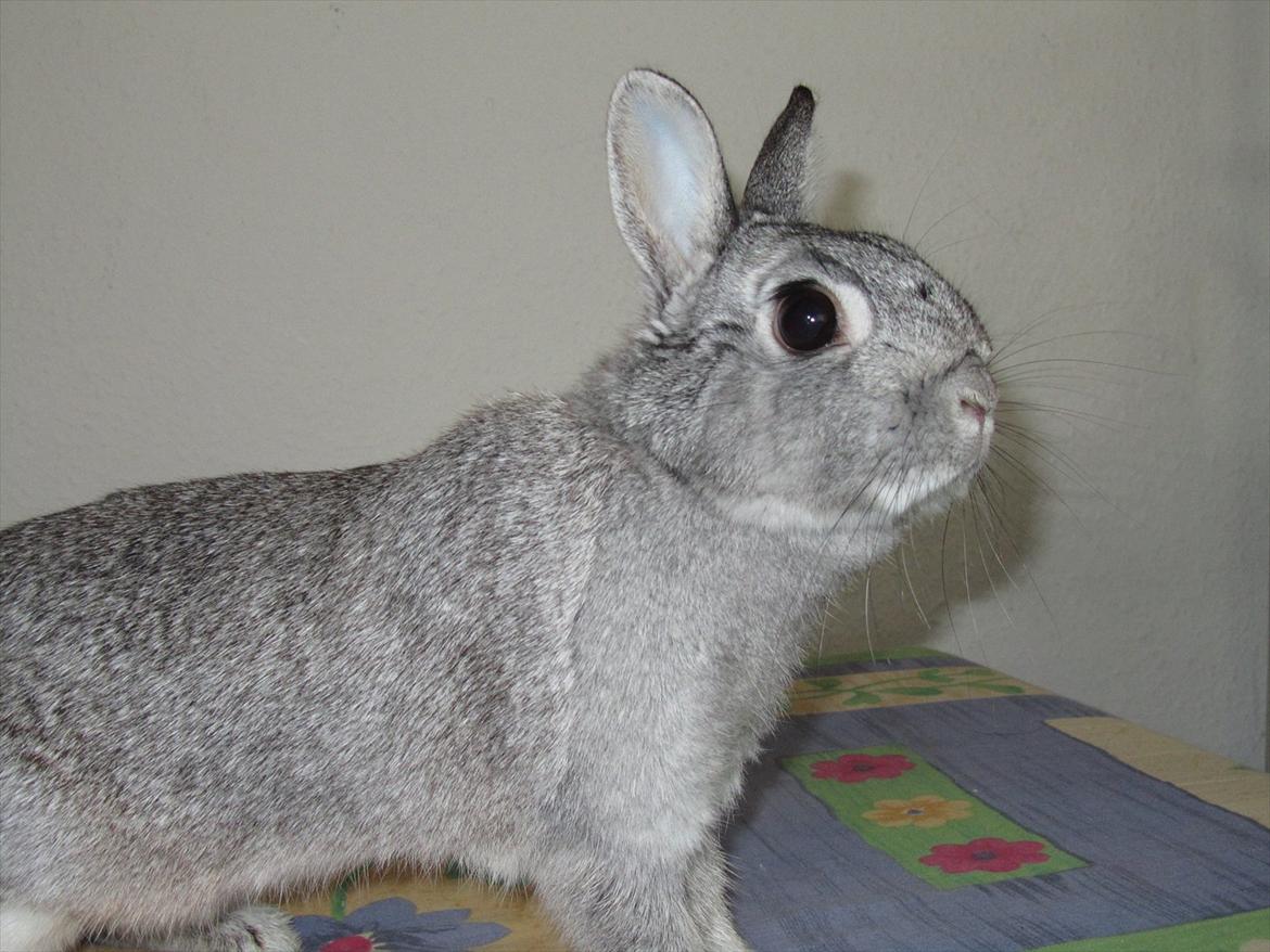 Kanin Snefnug - Givet væk <3 billede 6