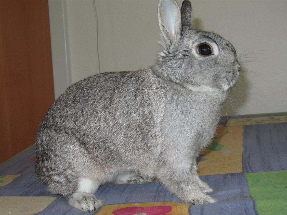 Kanin Snefnug - Givet væk <3 billede 7