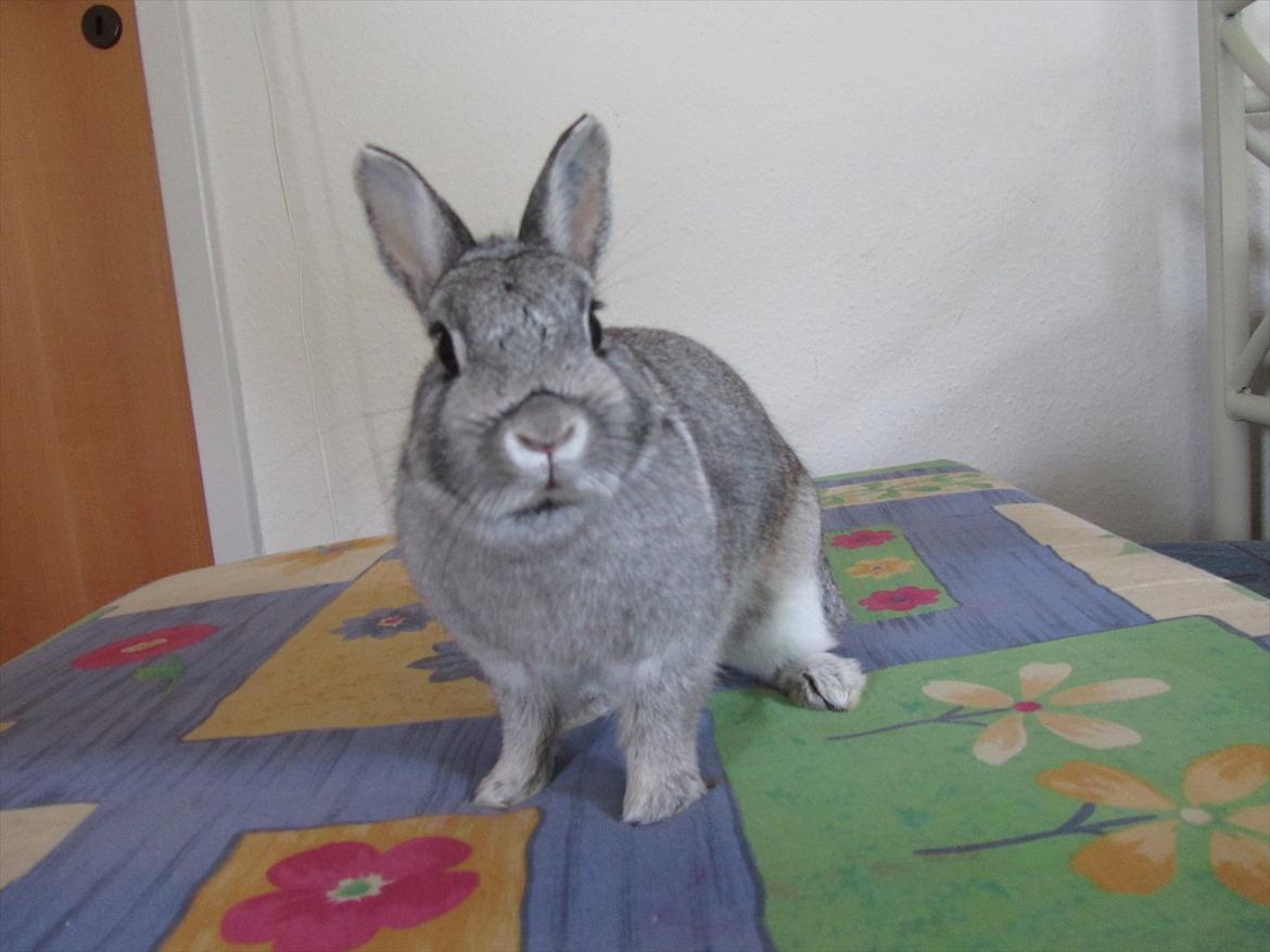 Kanin Snefnug - Givet væk <3 billede 8