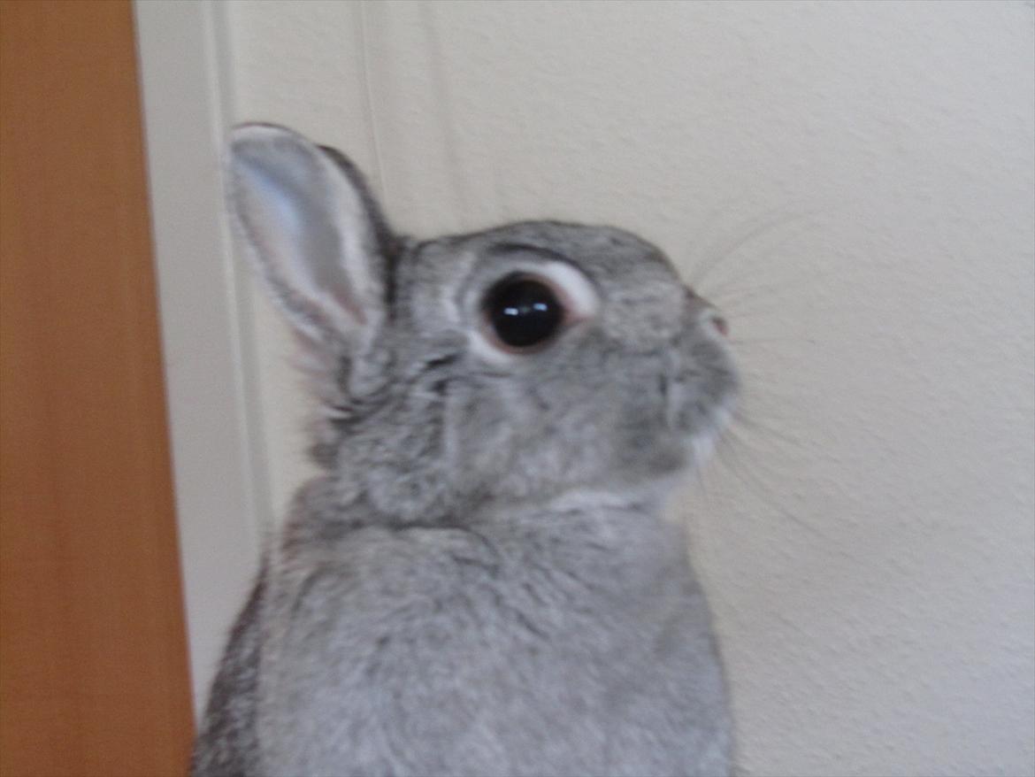 Kanin Snefnug - Givet væk <3 billede 9