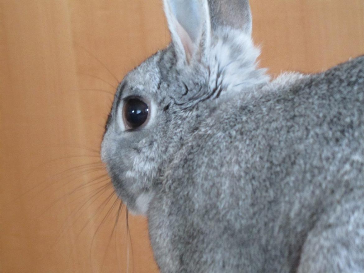 Kanin Snefnug - Givet væk <3 billede 10