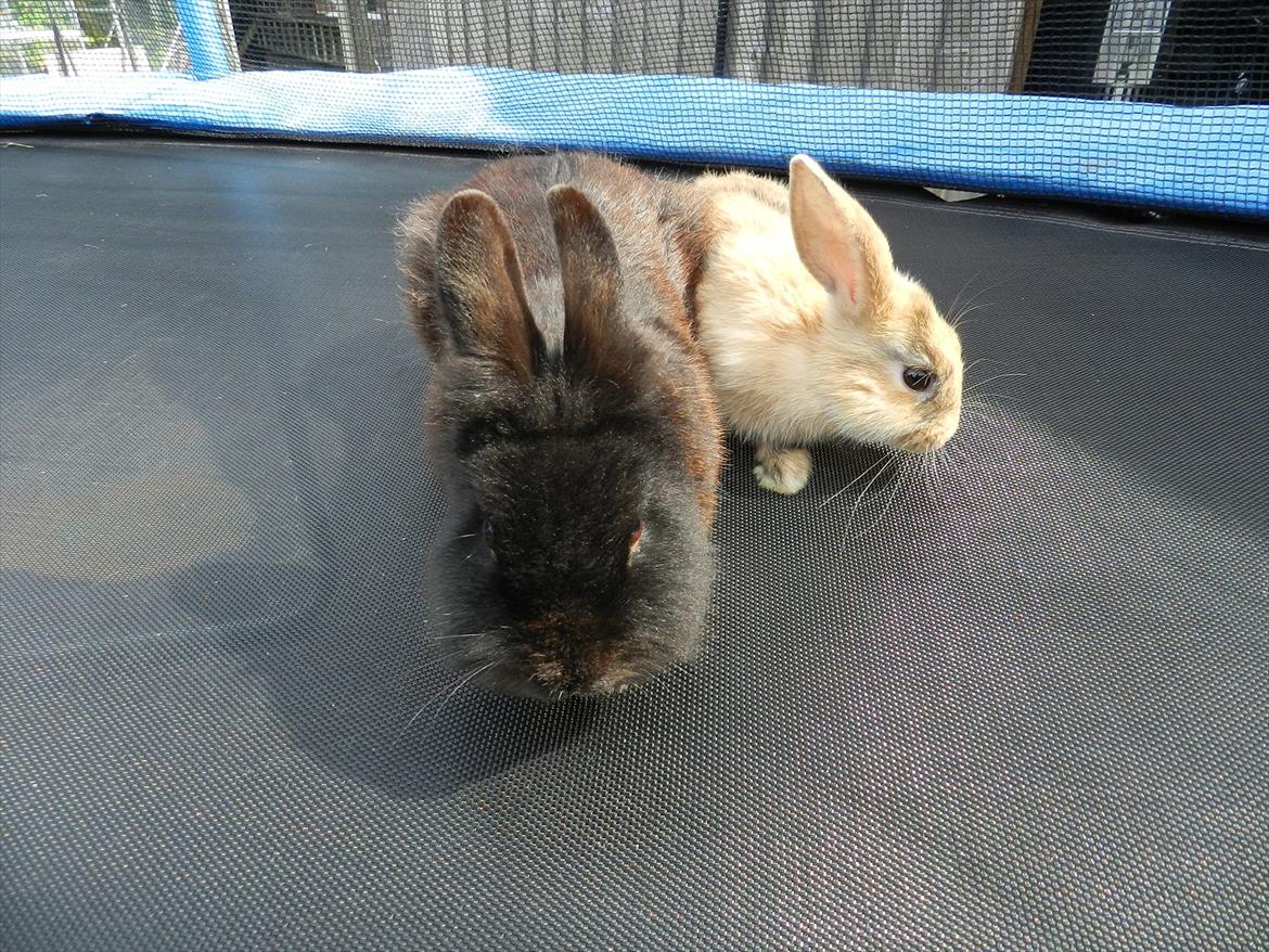 Kanin Speedy Cornsarles (forsvundet) :´( - Speedy og Silke (: billede 18