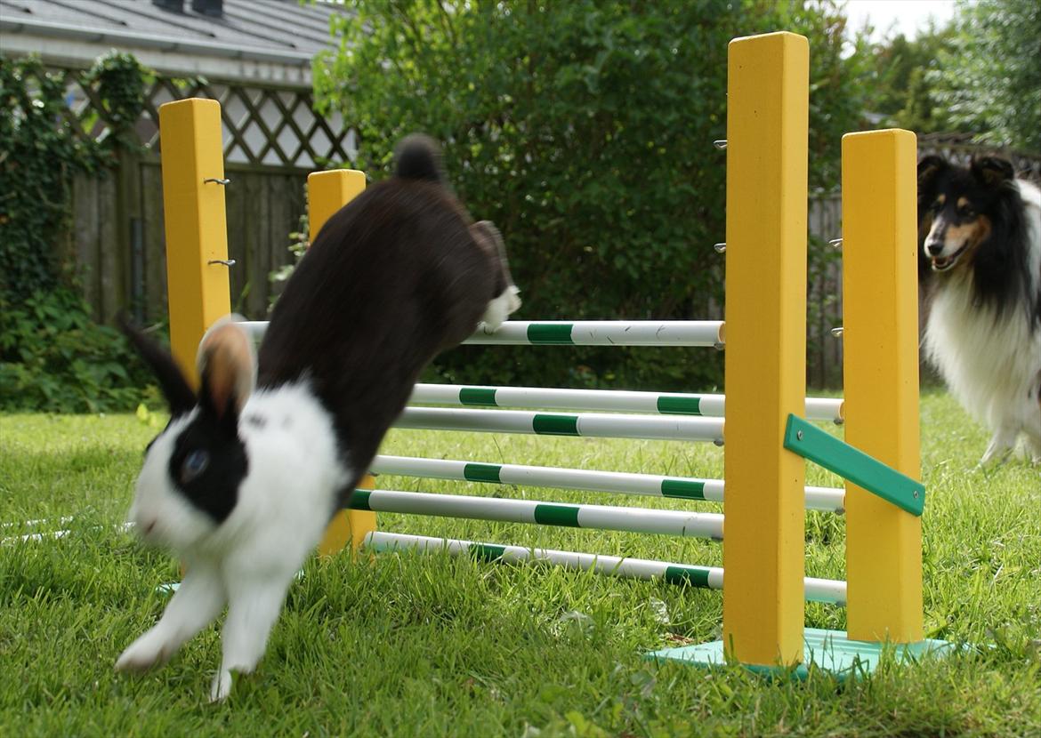 Kanin | Django R.I.P. billede 18