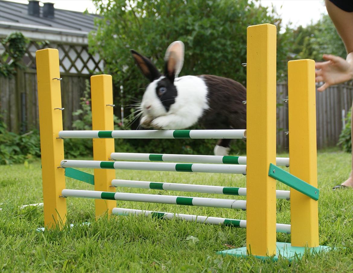 Kanin | Django R.I.P. - Hop! billede 2