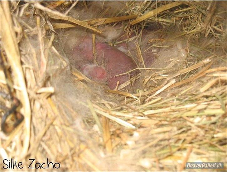Kanin Zachos Blue Al Jane - Blue da den var Lille. billede 2