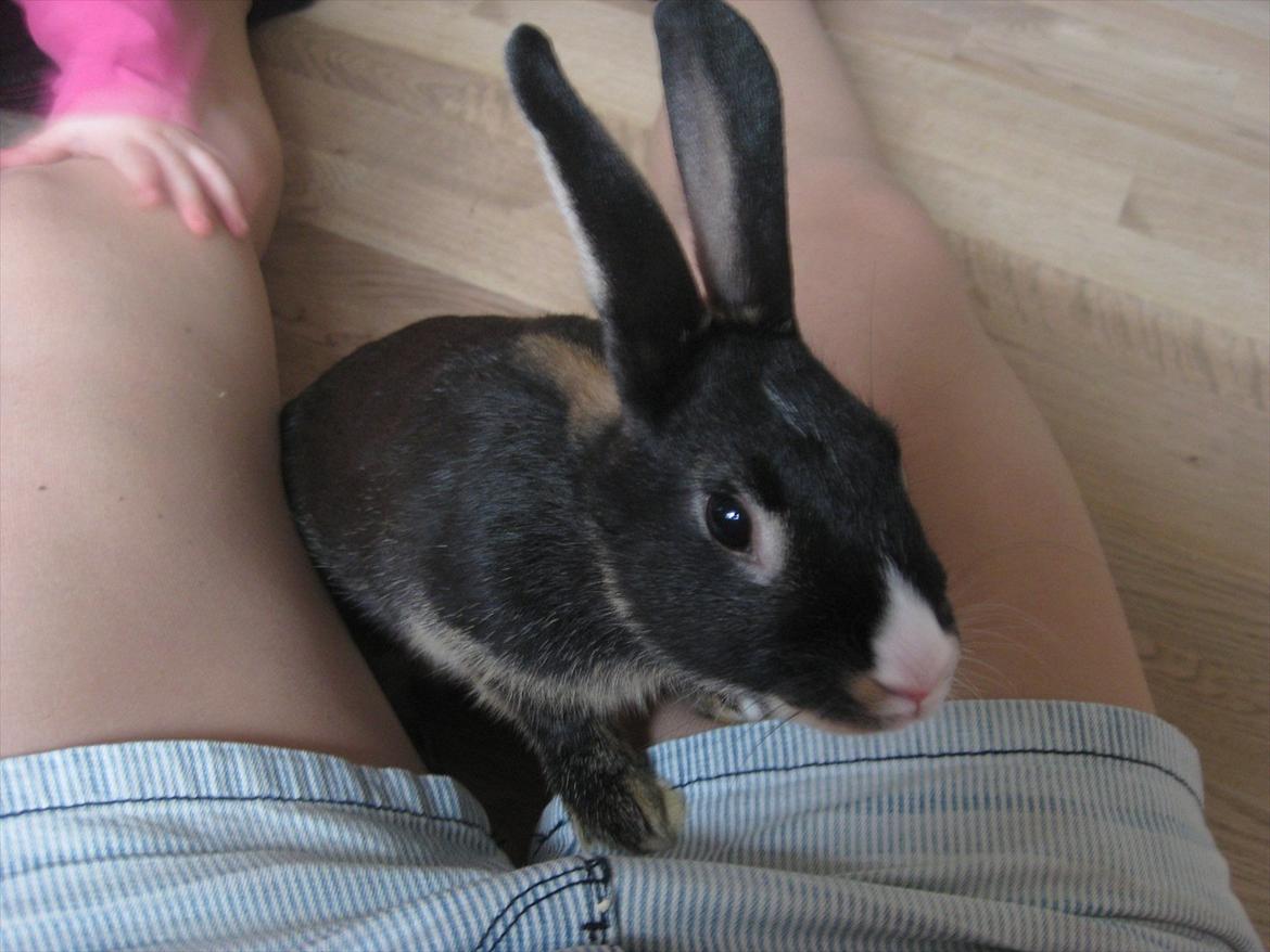 Kanin Boysen billede 2