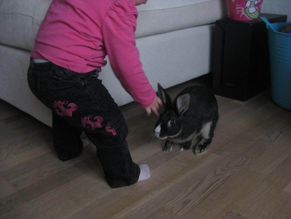 Kanin Boysen billede 3