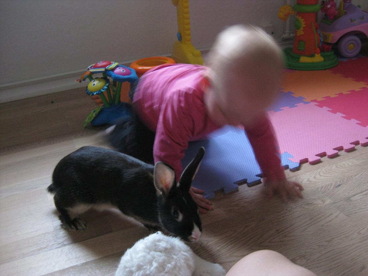 Kanin Boysen billede 4