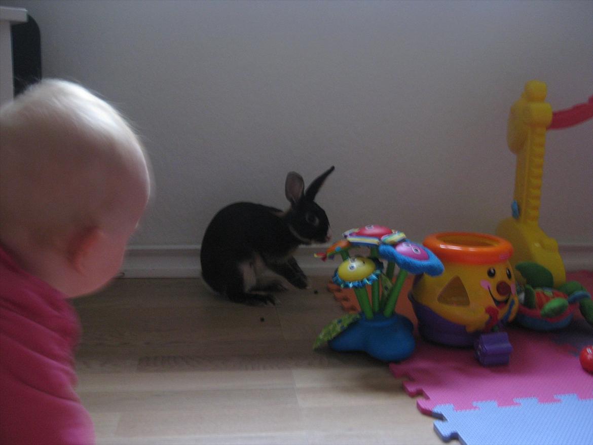 Kanin Boysen billede 5