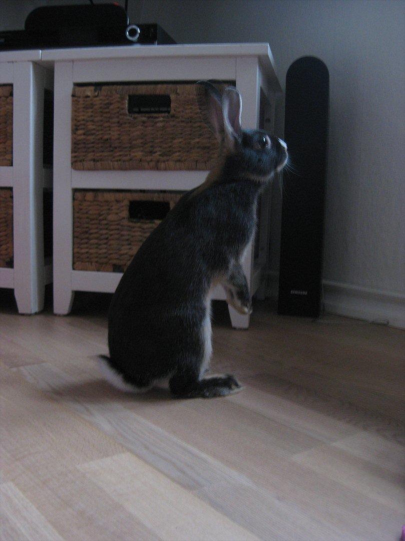 Kanin Boysen billede 6