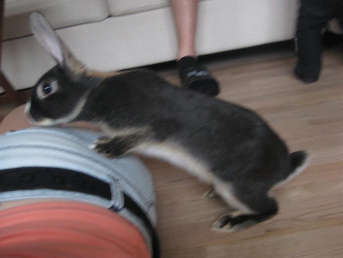 Kanin Boysen billede 7