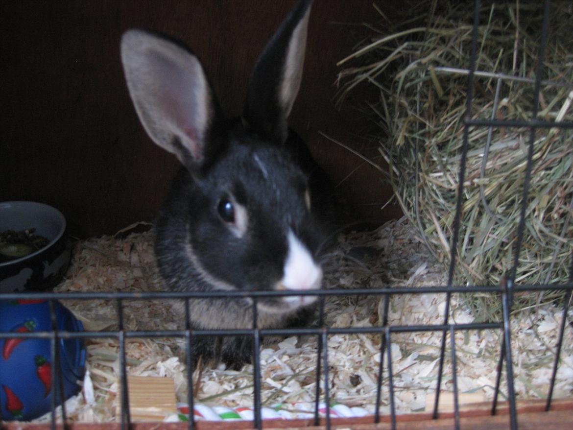 Kanin Boysen billede 8