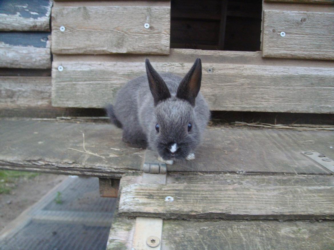 Kanin Filur <3 min kanin død :`( billede 2