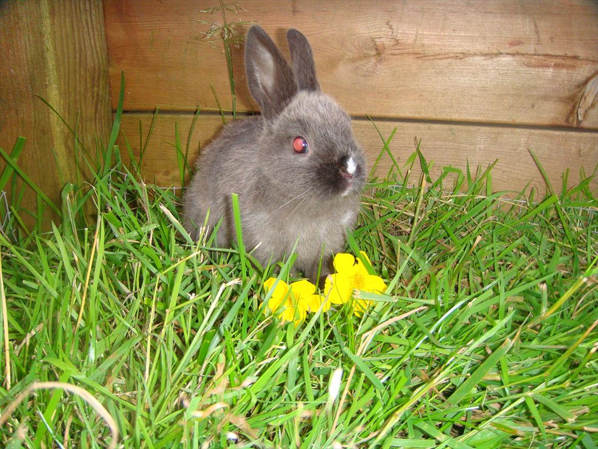 Kanin Filur <3 min kanin død :`( billede 3