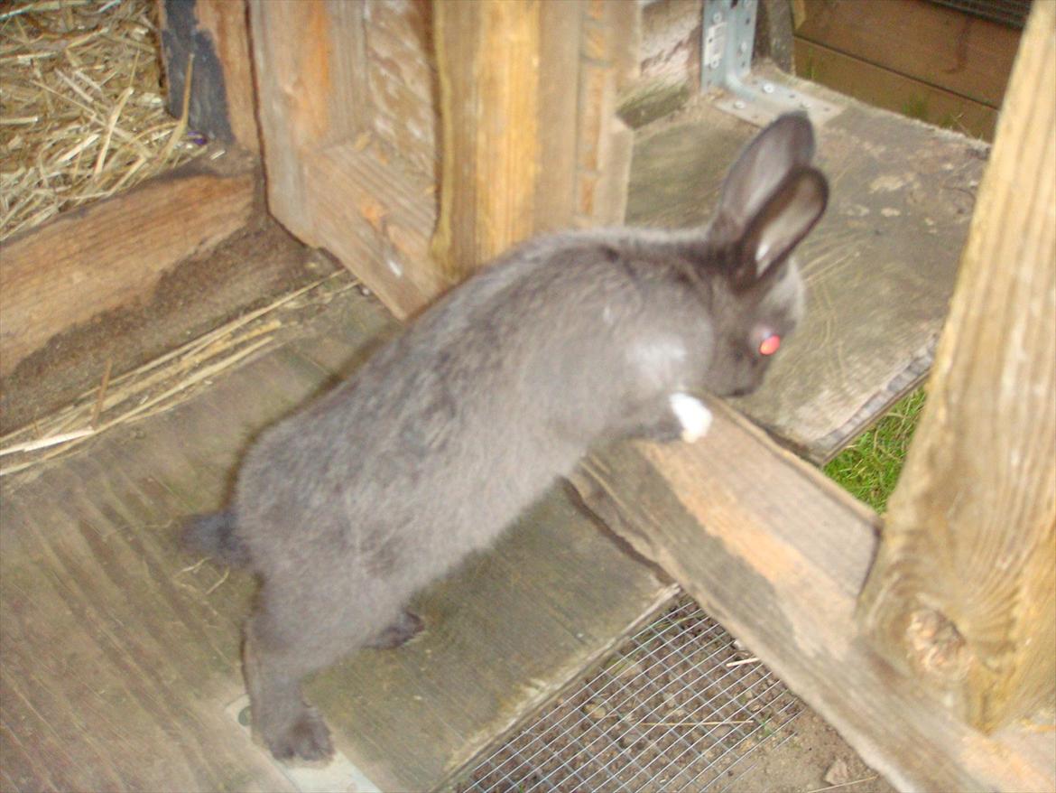 Kanin Filur <3 min kanin død :`( - mor hvor er duu !!! :) billede 4