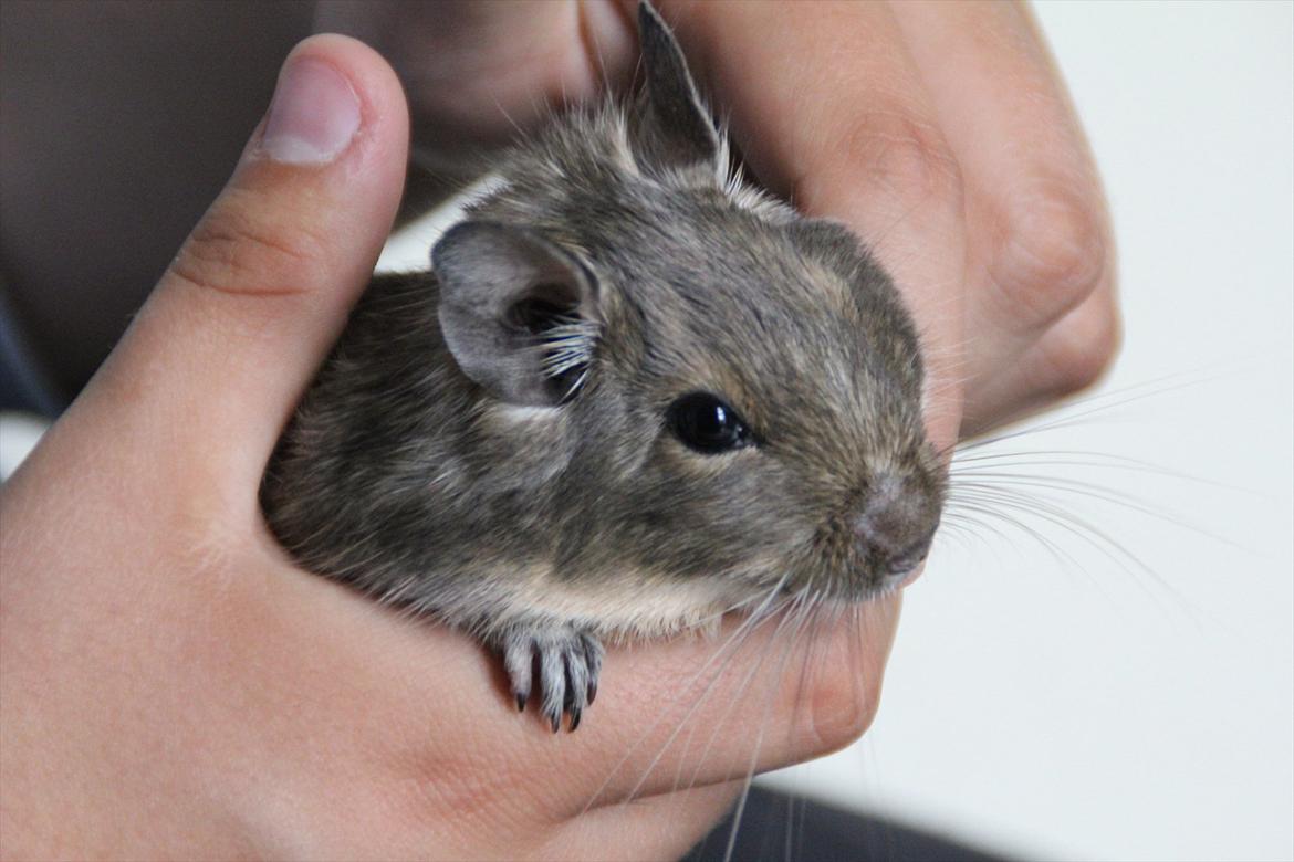 Degu Thomas billede 12