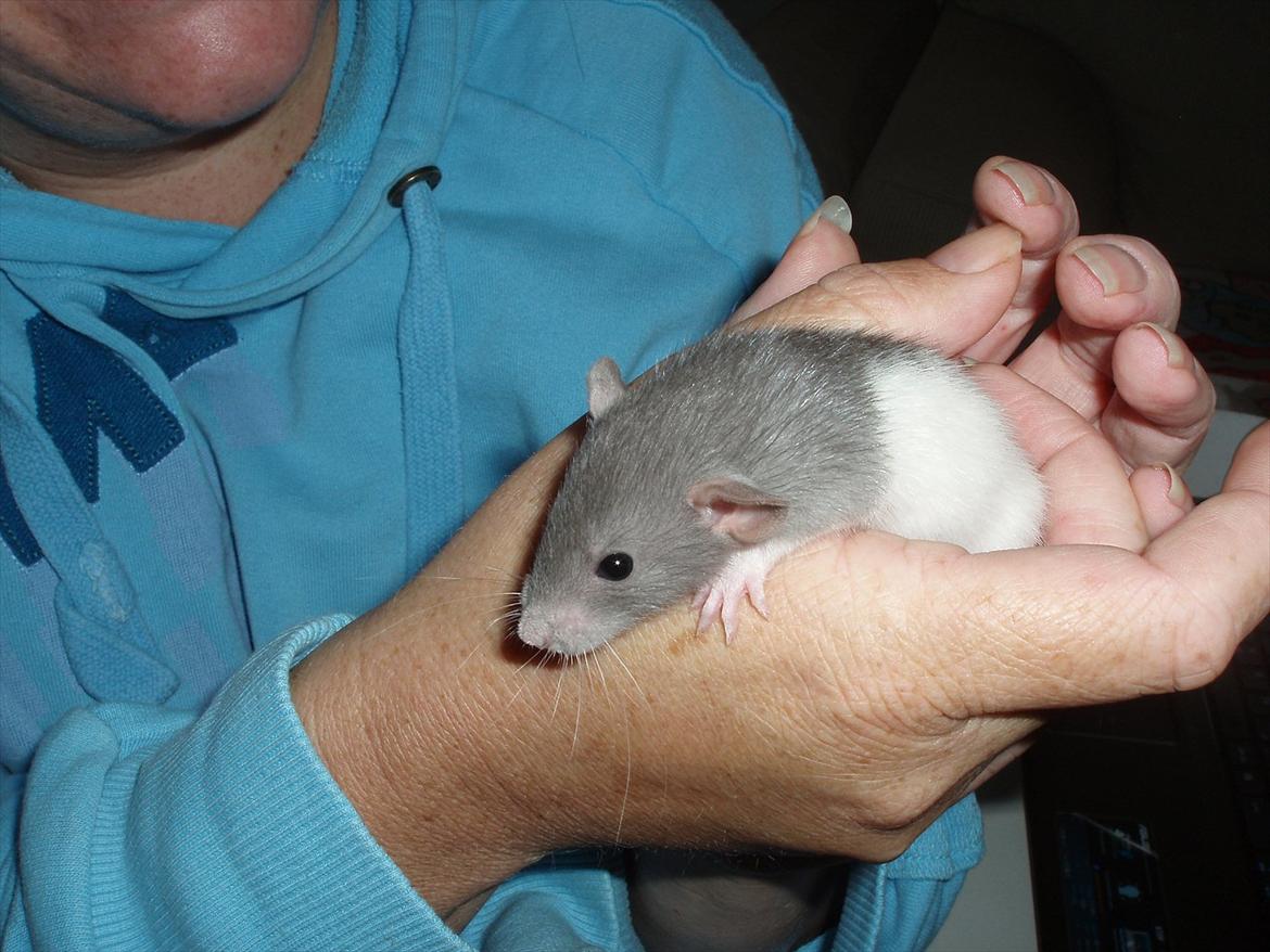 Tamrotte Gunnar billede 1