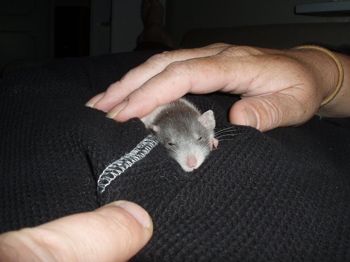 Tamrotte Gunnar billede 2