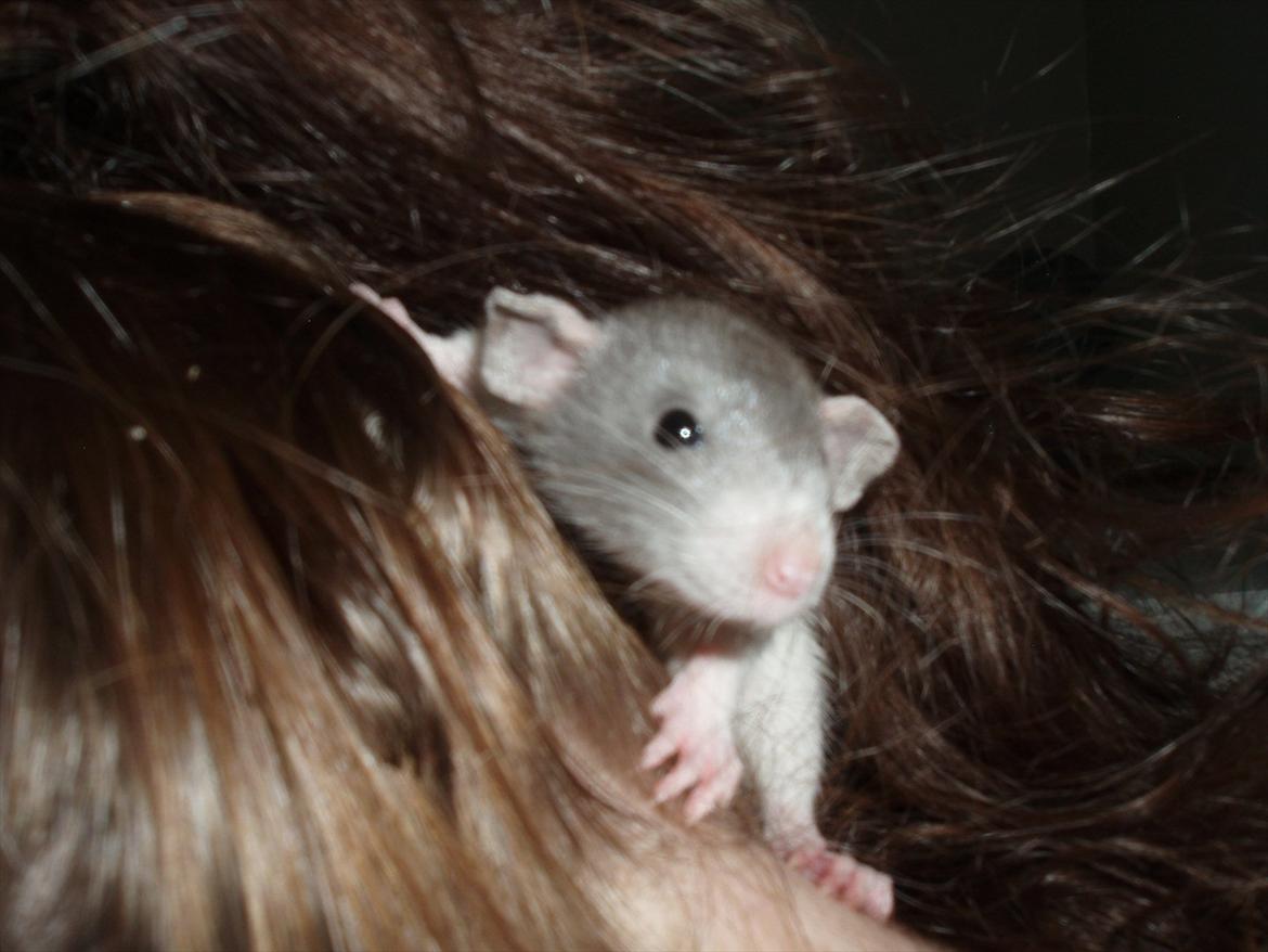 Tamrotte Gunnar billede 3