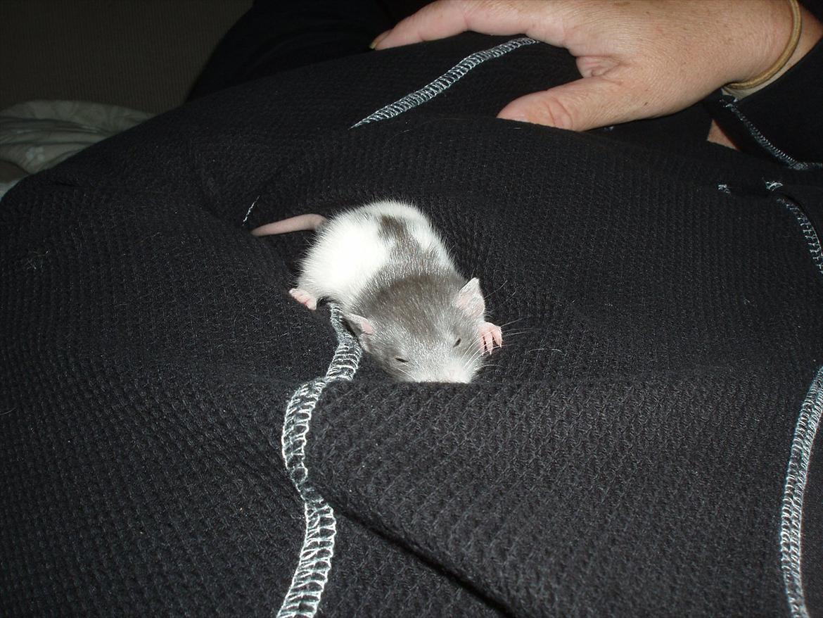 Tamrotte Gunnar billede 4