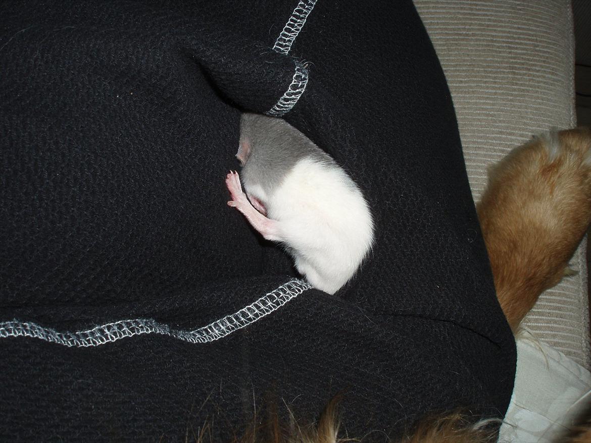 Tamrotte Gunnar billede 5