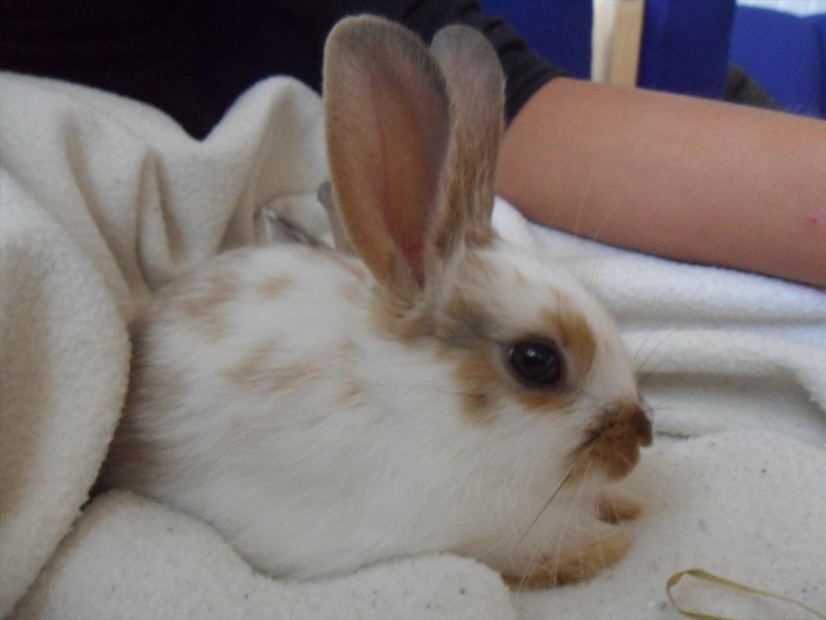 Kanin Majs' lille Chili billede 1