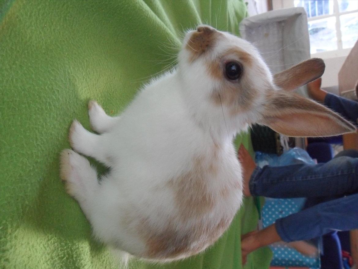 Kanin Majs' lille Chili billede 2