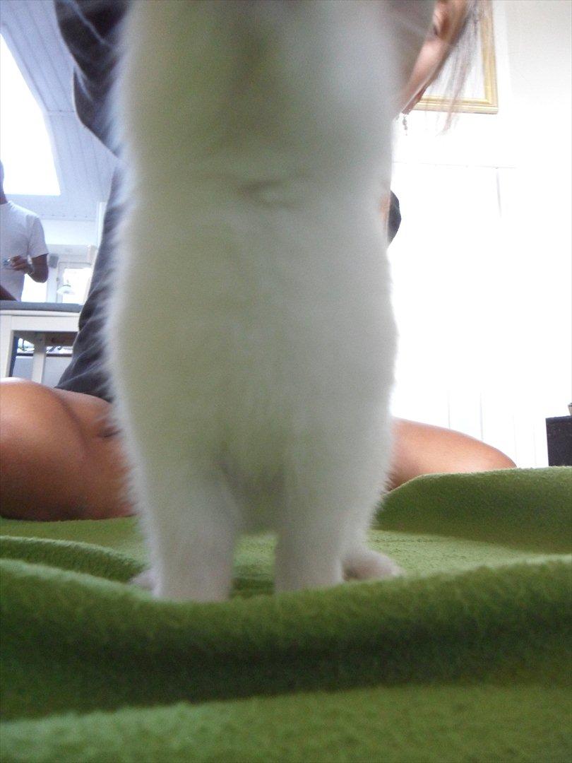 Kanin Majs' lille Chili - Chili musen kom lidt for tæt på:D billede 3