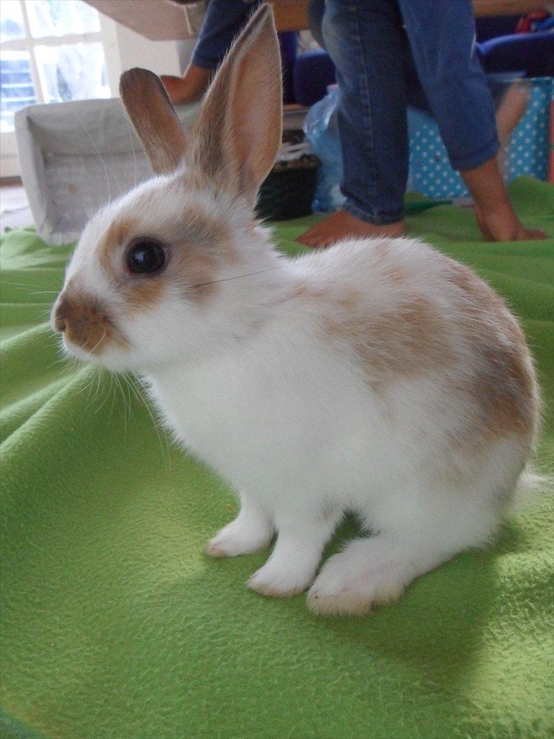 Kanin Majs' lille Chili billede 4