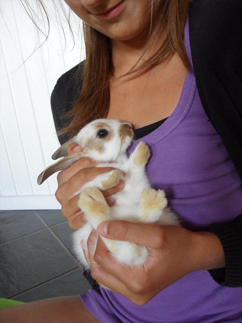 Kanin Majs' lille Chili billede 5