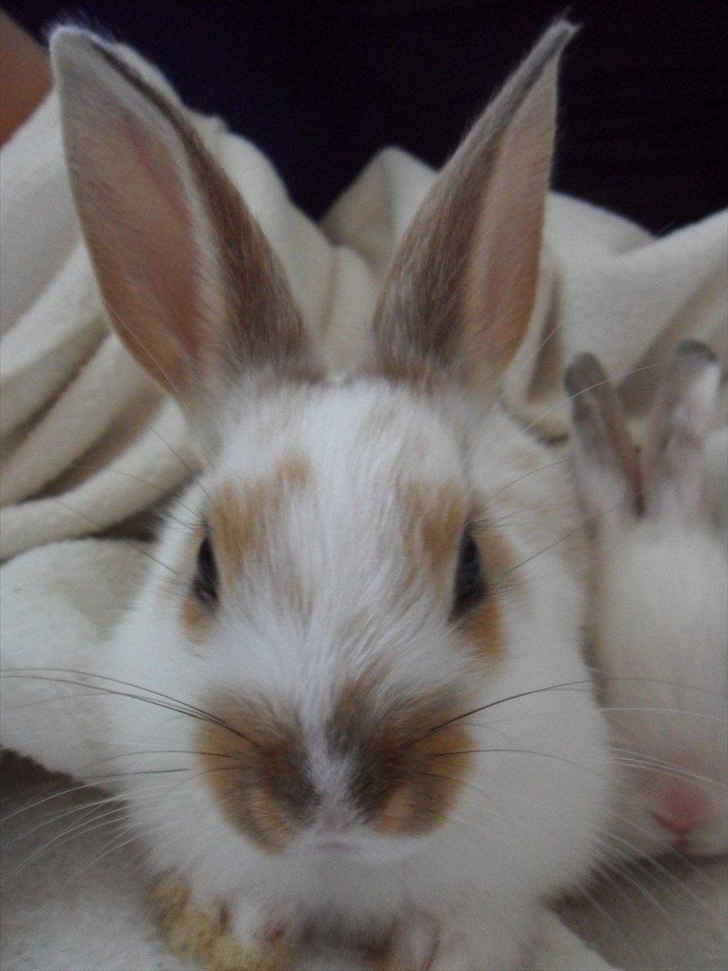 Kanin Majs' lille Chili billede 6