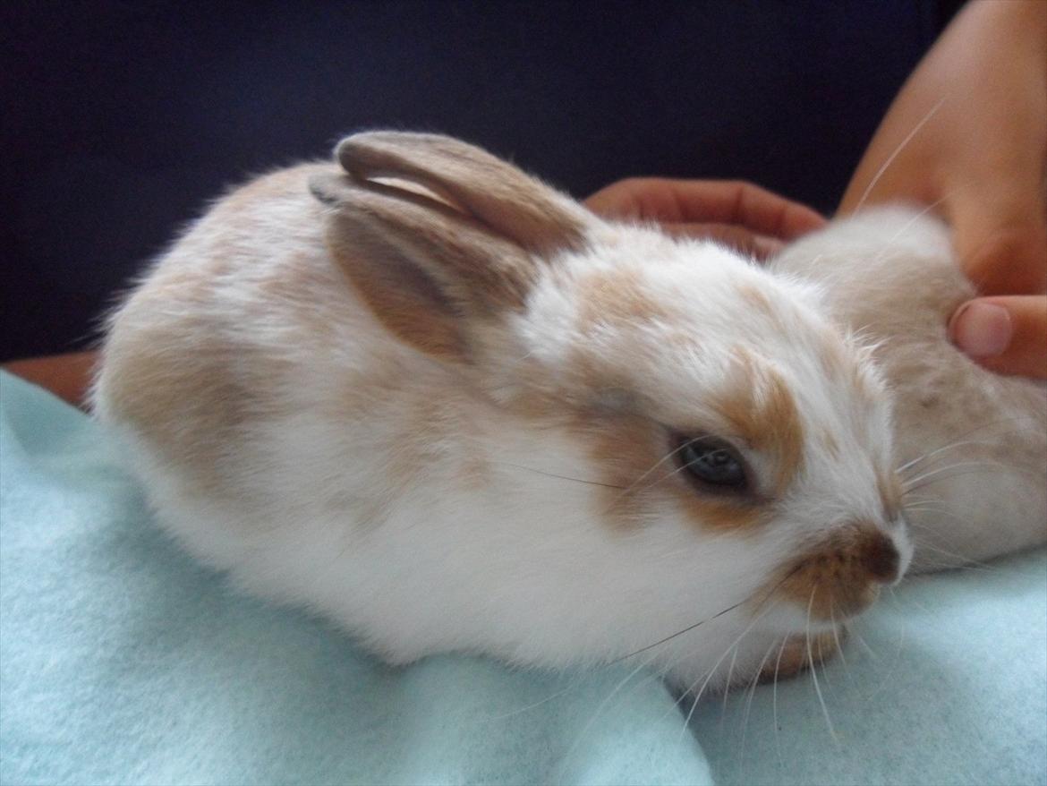 Kanin Majs' lille Chili billede 7